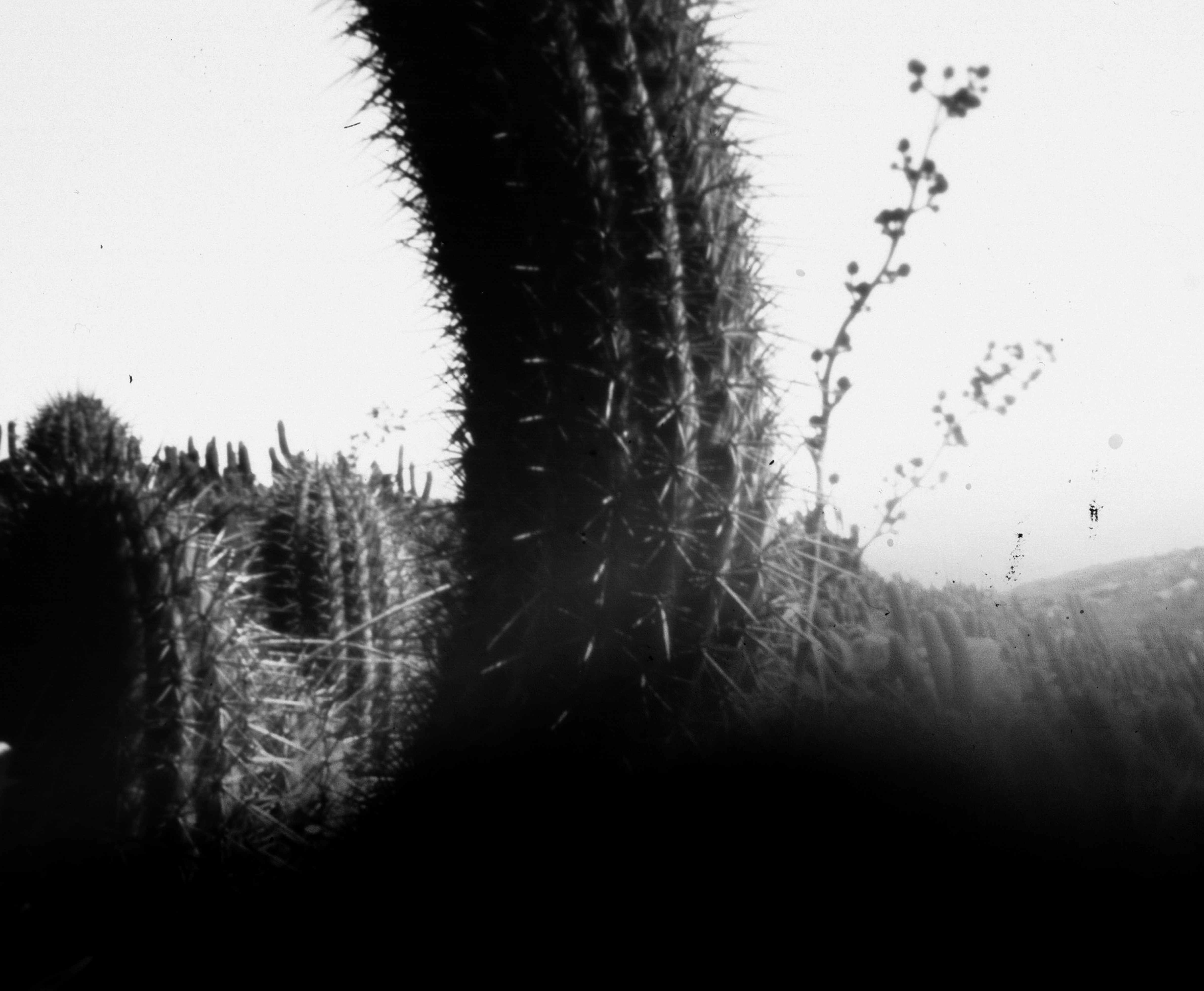 Fuerza de cactus